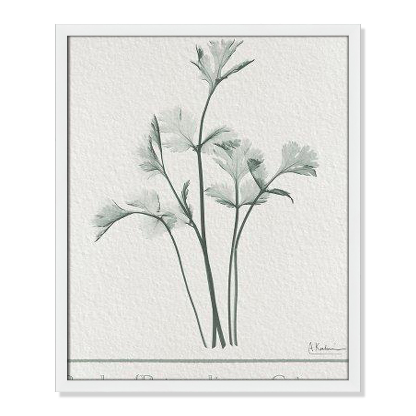Jeanette "Parsley II" Print by Albert Koetsier, 25.5" H x 21.5" W x 1.25" D, Satin White Framed Paper