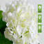 Arrangement d'hortensias-332631546