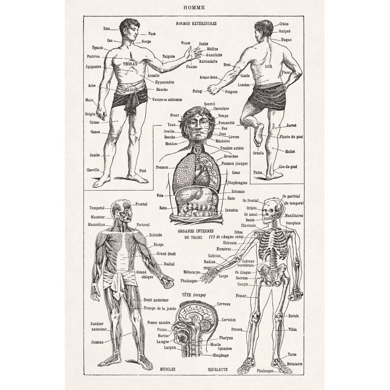 Illustration About Human Anatomy by Gwengoat - Wrapped Canvas Print, 91cm H x 61cm W