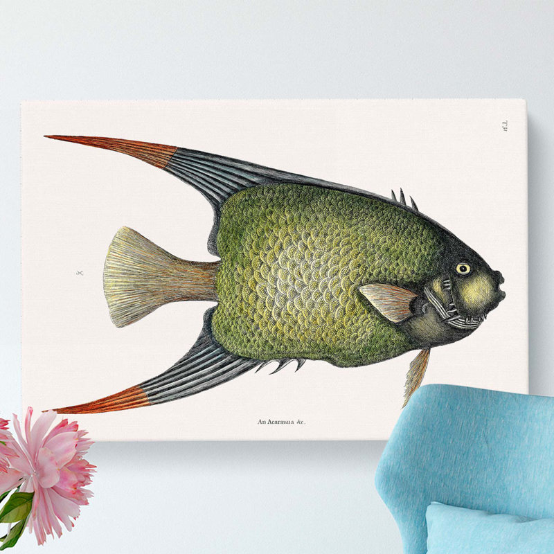 Angel Fish by Mark Catesby - Wrapped Canvas Painting Pint - Wrapped Canvas, 40cm H x 60cm W x 3cm D