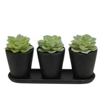 Plantes succulentes artificielles 9 po Echeveria