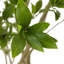 Faux Pieris Tree-Faux Pieris Tree-9.5'-333567023