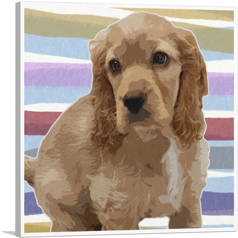 American Cocker Spaniel Dog Breed - reproduction d'art sur toile tendue, H 36 po x l 36 po x P 0,75 po