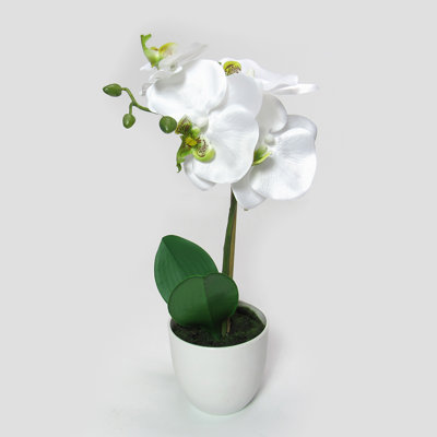 Orchid Arrangement in Pot