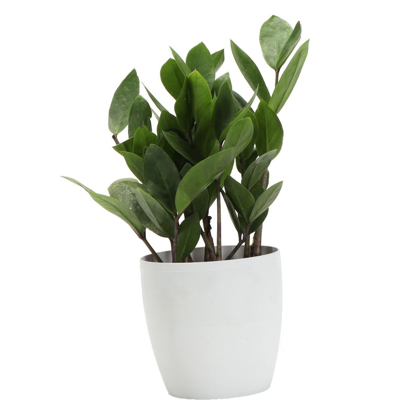 Live ZZ Houseplant in Classic Pot, White