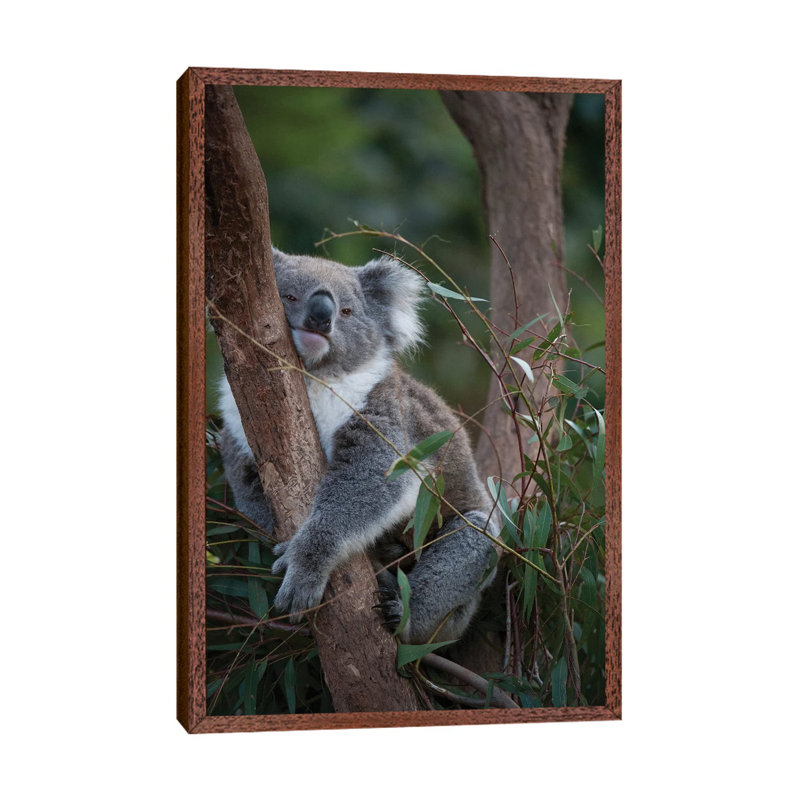 A Federally Threatened Koala At A Healesville Sanctuary In Victoria by Joel Sartore - Gallery-Wrapped Canvas Giclée on Canvas