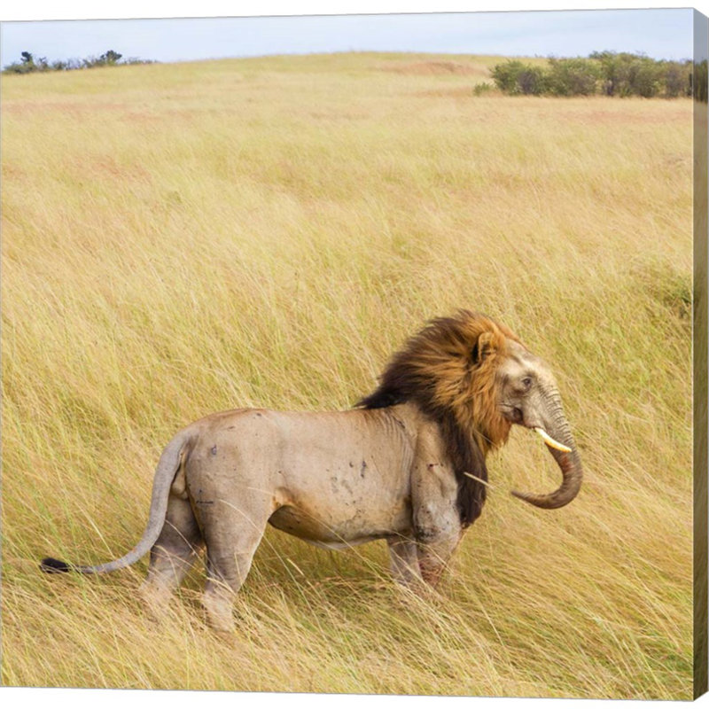 Lionphant - impression sur toile tendue