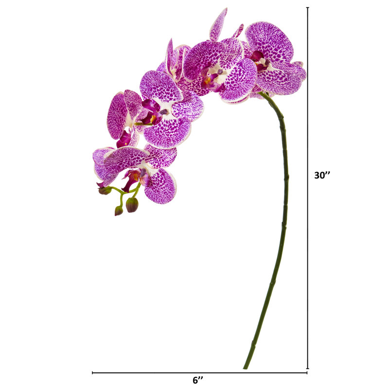 Tige d'orchidée, Mauve / crème