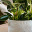 Pot Planter-679867388
