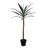 Artificial Green Yucca Tree-657066113