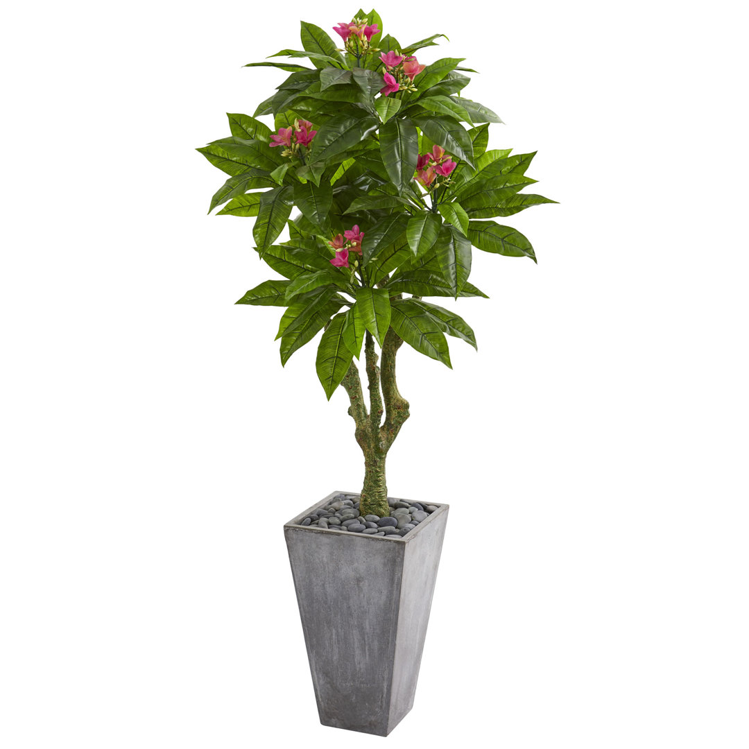5.5ft. Plumeria Artificial Tree in Gray Planter UV Resistant (Indoor/Outdoor) Brayden Studio®