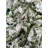 Pine Christmas Tree-63552461