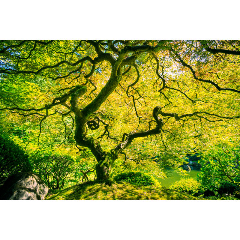 Amazing Green Tree by EpicStockMedia - Wrapped Canvas Print, 30cm H x 46cm W