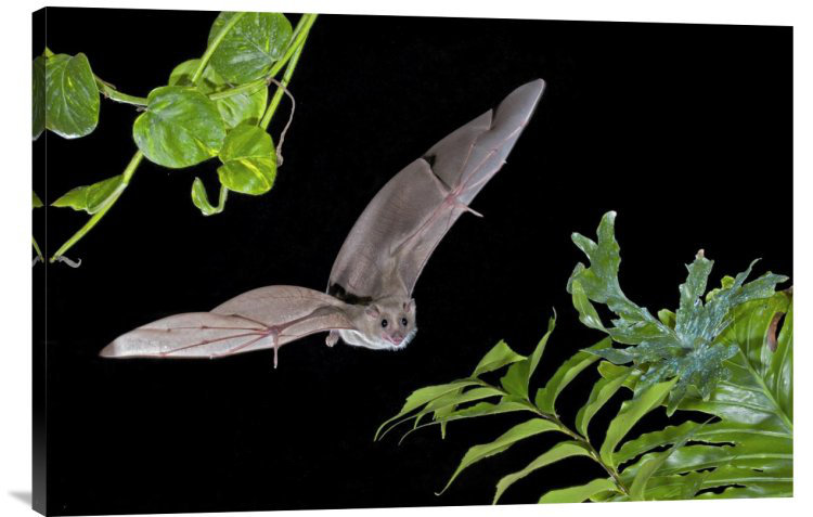 " Egyptian Fruit Bat Flying " East Urban Home 