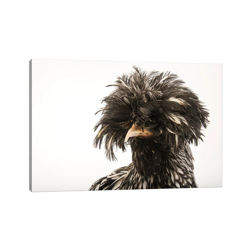 A Silver Crested Polish Chicken At The Knoxville Zoo by Joel Sartore - Gallery-Wrapped Canvas Giclée on Canvas, Canvas
