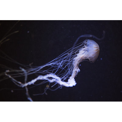 Jellyfish by FluxFactory - No Frame Art Prints on Canvas