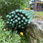 Chadd Plant Support-1150125824
