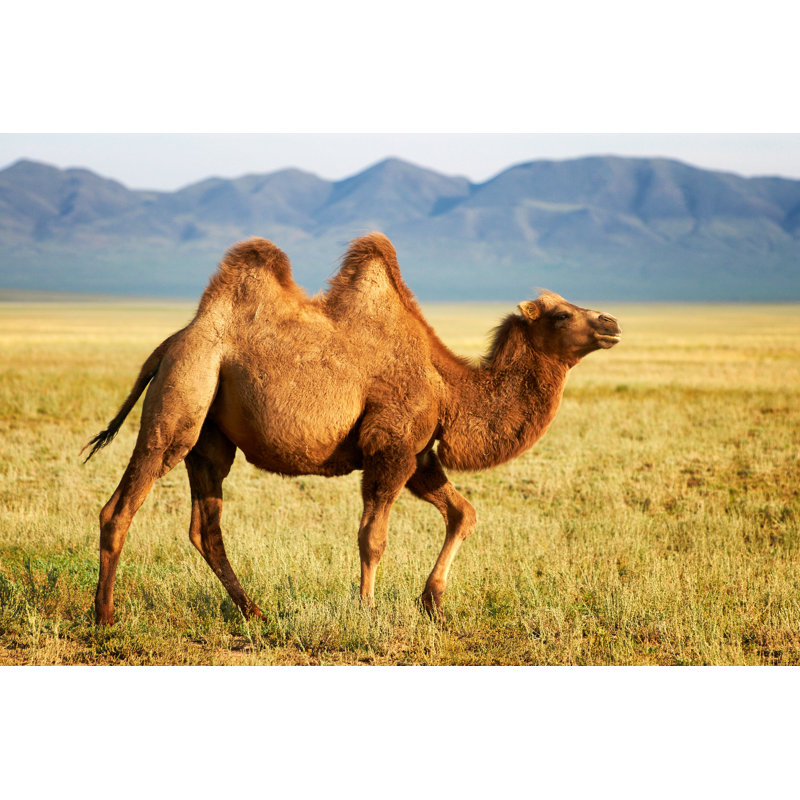Camel In Mongolia by Petrichuk - Wrapped Canvas Print, 20cm H x 30cm W