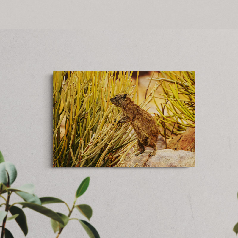 Selective Focus of Rock Hyrax, 8" H x 12" W