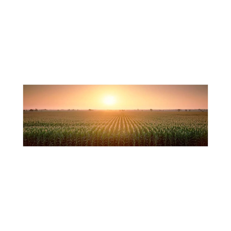 View Of The Corn Field During Sunrise, Sacramento County, California, USA - Wrapped Canvas Panoramic Print