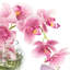 Orchids Arranged With Vines In A Clear Glass Bubble Bowl