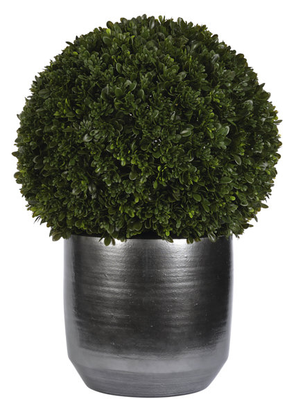 UVÉ | Boule de buis, pot en céramique, l 24 po x P 24 po