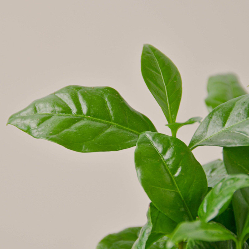 House Plant Shop Live Foliage Plant Low Maintenance Plant Rattan