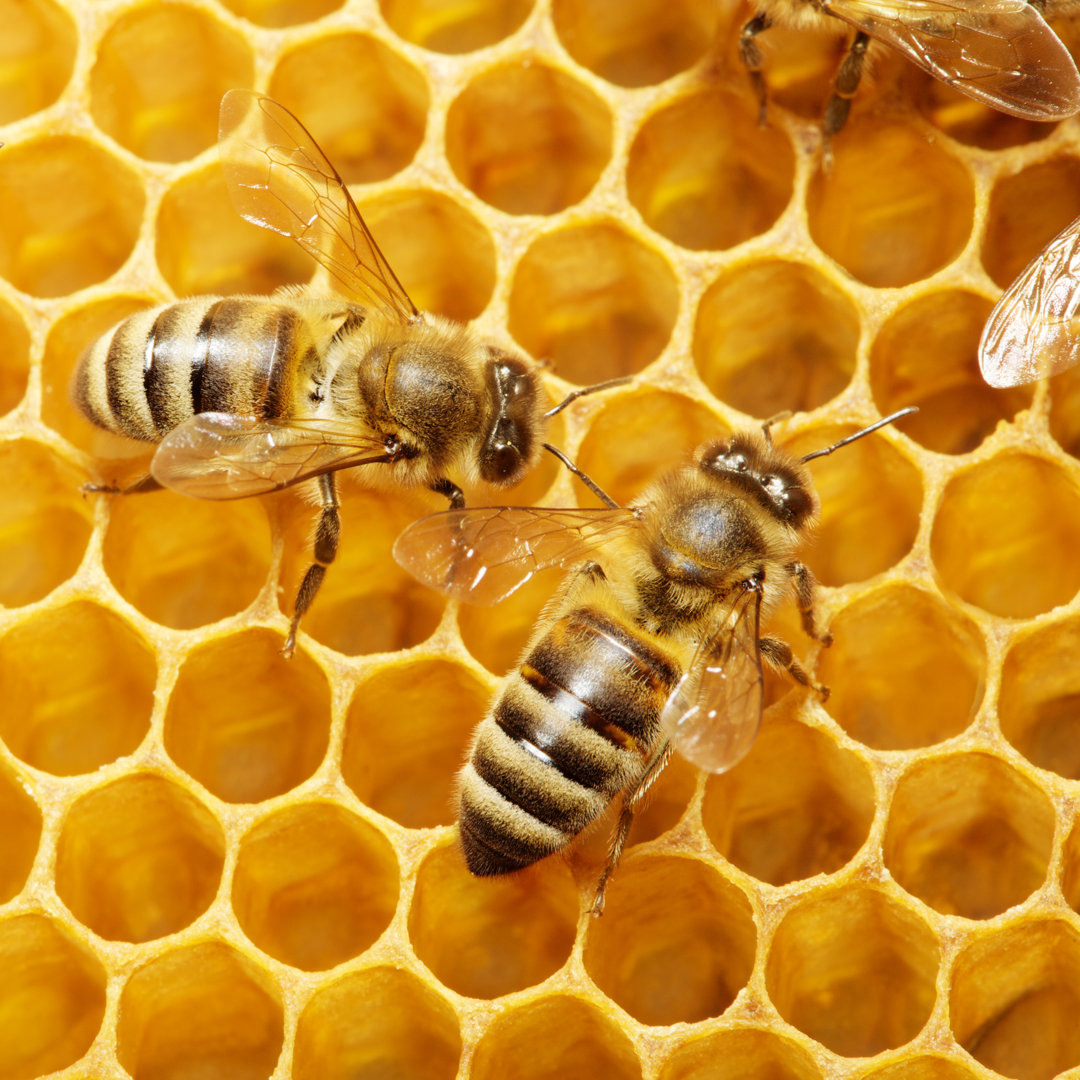 Leinwandbild Zwei Bienen auf einer Wabe machen Honig