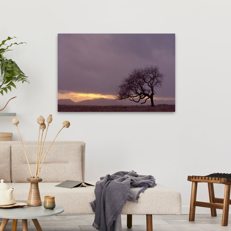 Champ - paysages, arbres, photographie, H 24 po x l 36 po