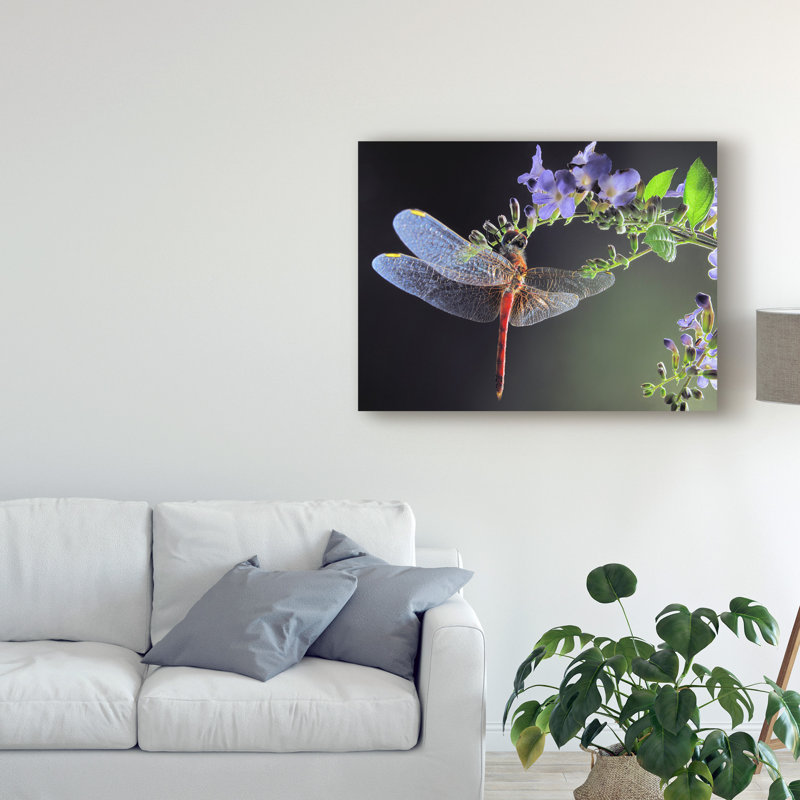 «Dragonfly Red» par Jimmy Hoffman - reproduction de photo sur toile, H 24 po x l 32 po x P 2 po