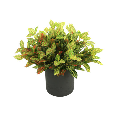 Outdoor Croton Bush Arrangement In A Fiberstone Pot