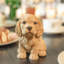  Brown Cocker Spaniel | Handpainted Decorative Puppy Statue for Home & Garden Decor | Premium Polyresin Dog Statue | Gift for Dog Lovers | Weather-Resistant Indoor/Outdoor Decor