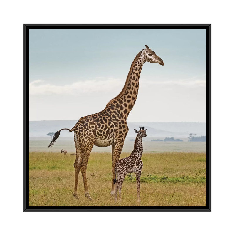 Colour Giraffe & Calf by Klaus Tiedge - Print on Canvas, 45.72 cm H x 45.72 cm W, Black Framed