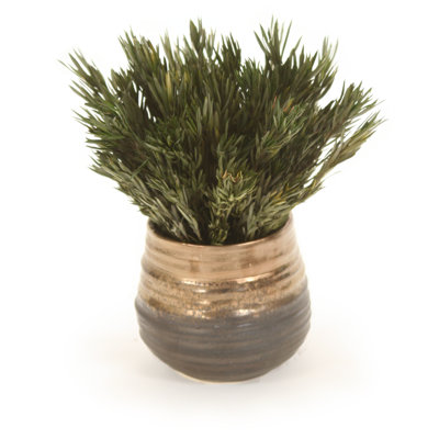 10'' Herbs Plant in Ceramic Pot