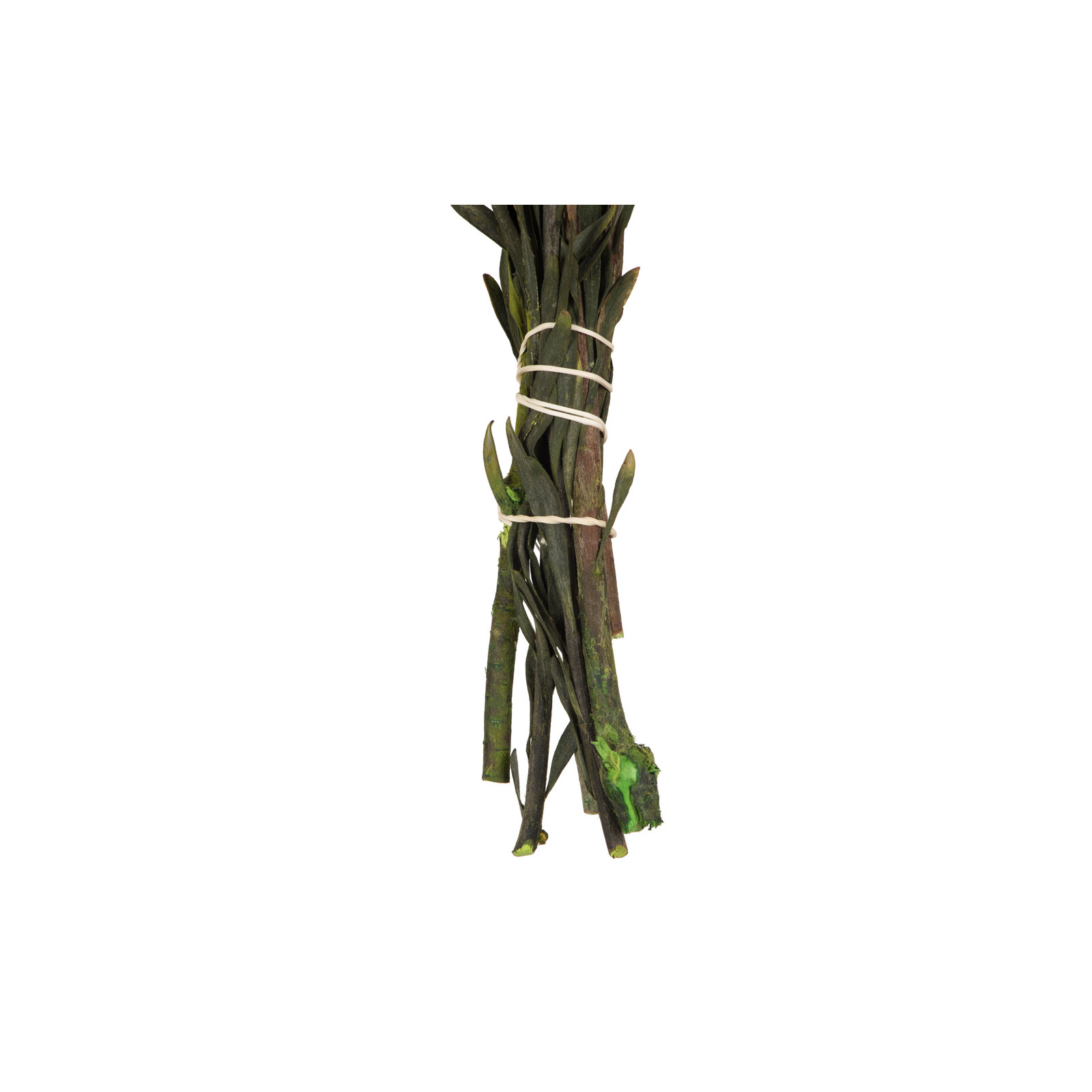 Plumosum Arrangement, Natural
