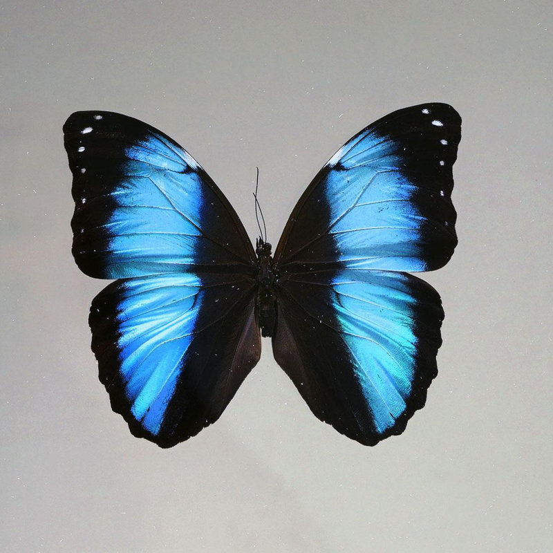 Papillon Morpho deidamia dans une boîte de présentation - bijou iridescent du Pérou