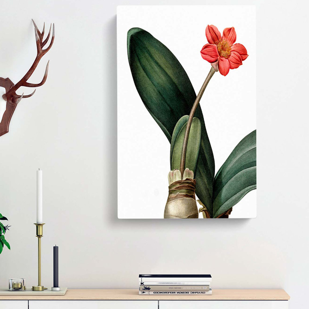 Blood Lily Flower by Pierre-Joseph Redoute - Wrapped Canvas