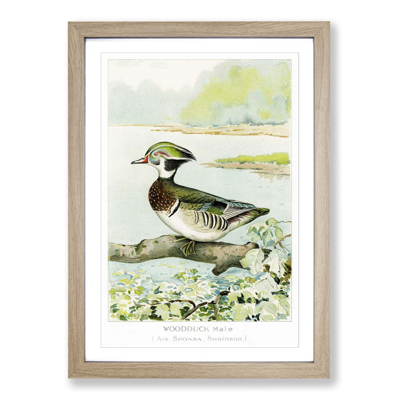 Male Wood Duck by J.L. Ridgway - Picture Frame Art Print, Oak Framed, 48cm H x 36cm W x 2cm D