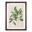 Kaikomako Flowers by Sarah Featon - Framed Print-55641311-55641307