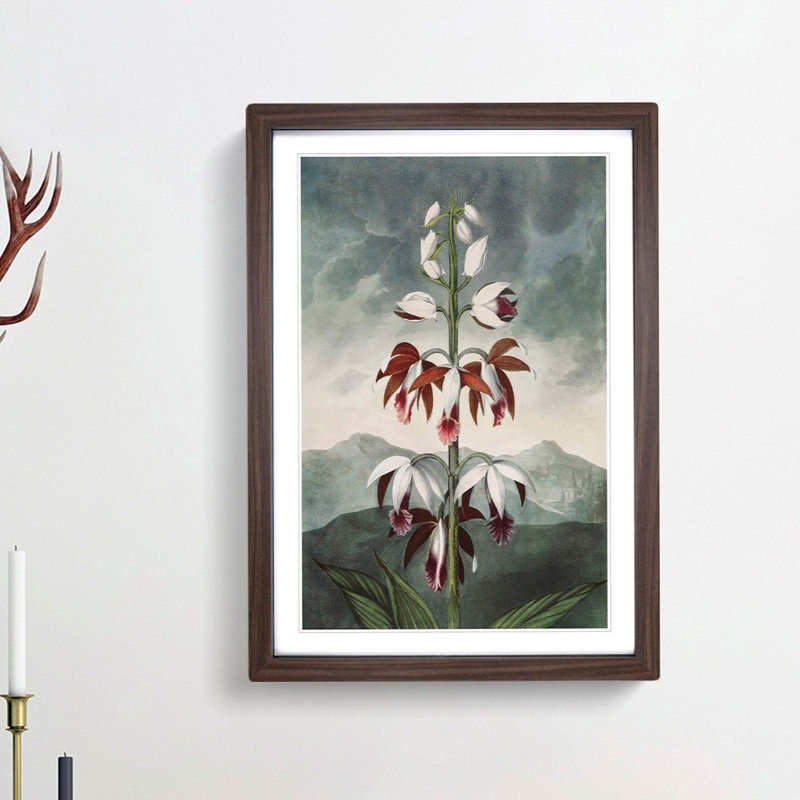 Chinese Limodoron Plant by R.J. Thornton - Picture Frame Painting Print, Walnut Framed, 48cm H x 36cm W x 2cm D