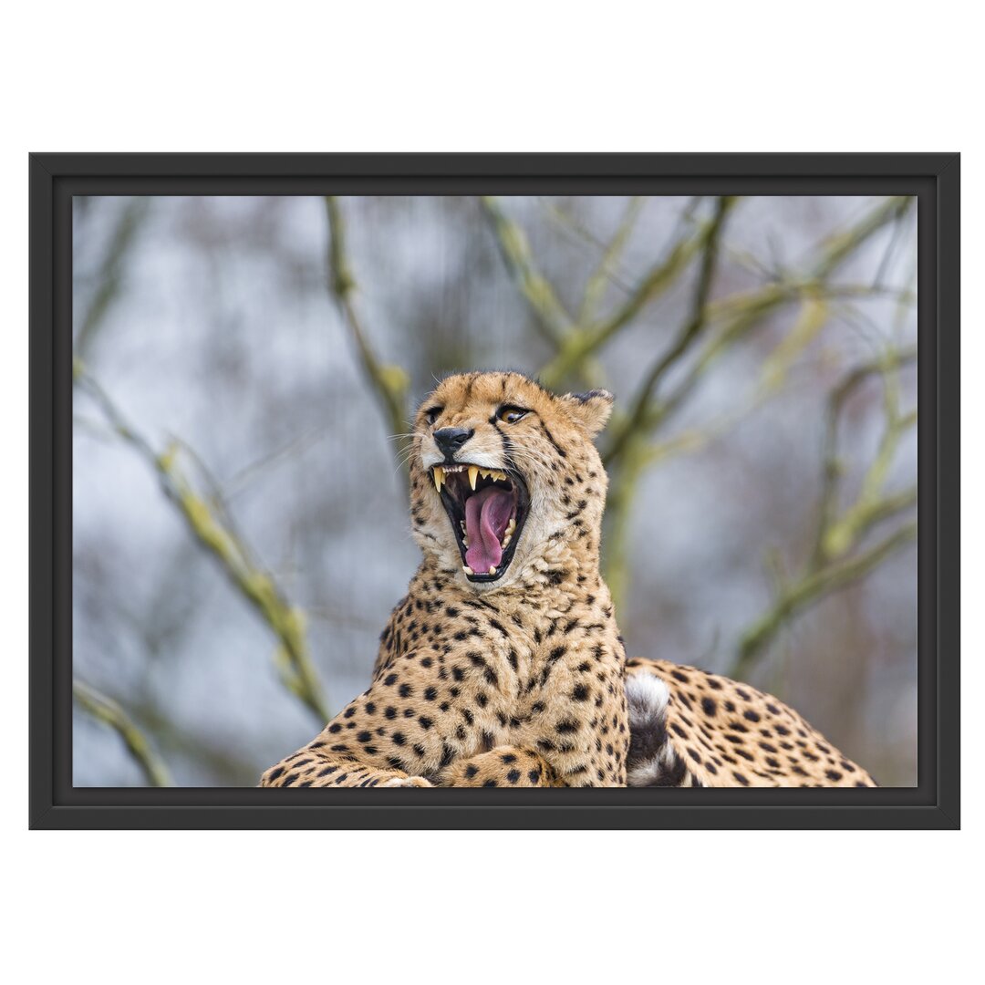 Gerahmter Fotodruck Yawning Cheetah