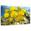 Crowle - poisson jaune-111984534