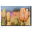 Ouverture sur la toile tendue Sun-Gallery-503677671