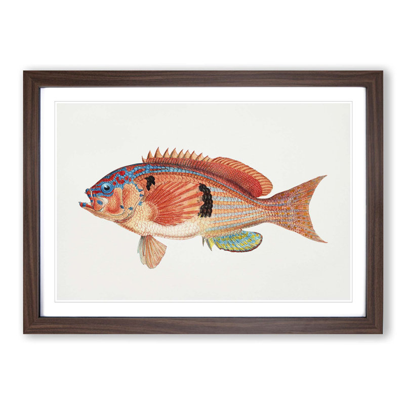 Illustration of a Rockfish by F.E. Clarke - Picture Frame Graphic Art Print, Walnut Framed, 27cm H x 36cm W x 2cm D