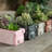 CEMENT PIG PLANTER-1786683772
