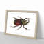 Typhon Beetle by George Shaw - Picture Frame Painting Print-55641742-55641746