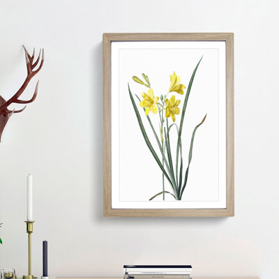 Yellow Daylily by Pierre-Joseph Redoute - Picture Frame Painting Print