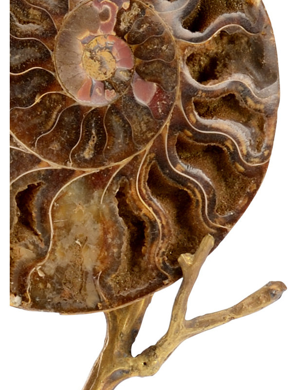 Ammonoidea Figurine, 14.25'' H x 5'' W x 3'' D