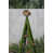 Fern