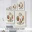 Toile tendue Knorr Shells & Coral I-Premium Gallery - prête à être accrochée-108965486